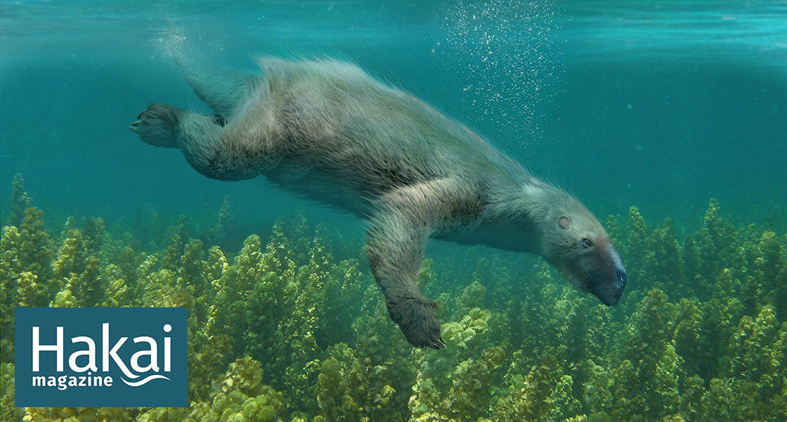 Sloths in the Water | Hakai Magazine