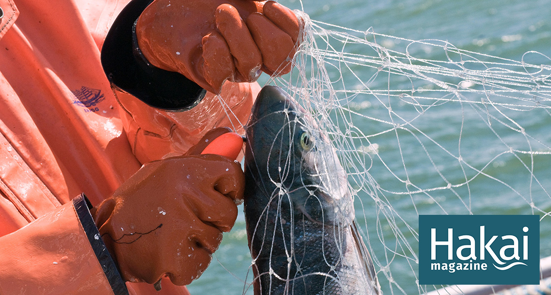 Gill net fishermen snagged, News