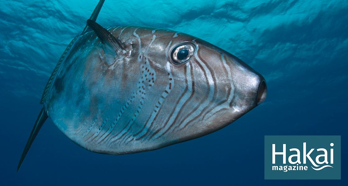 Ocean Sunfish, Ocean Sunfish (Mola mola) is the largest spe…