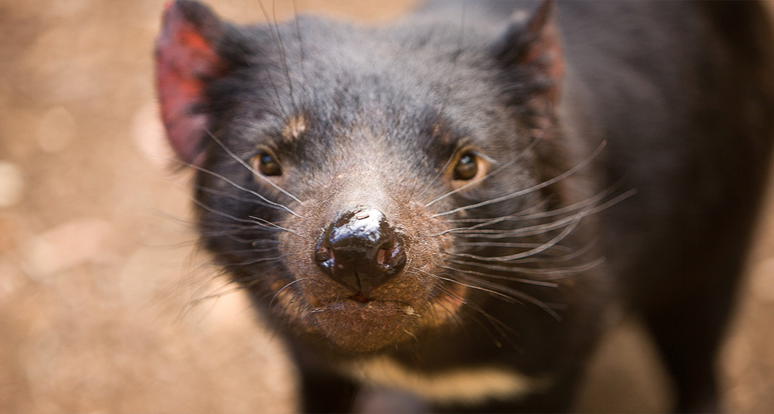 The secret life of Tasmanian devils is hiding in their whiskers