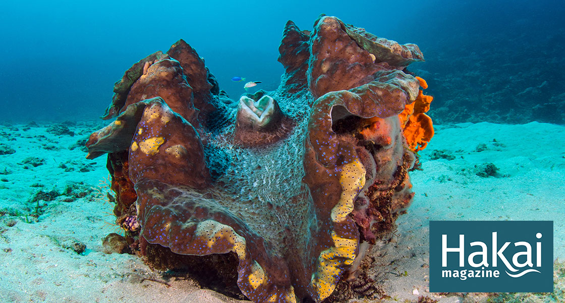live clams underwater