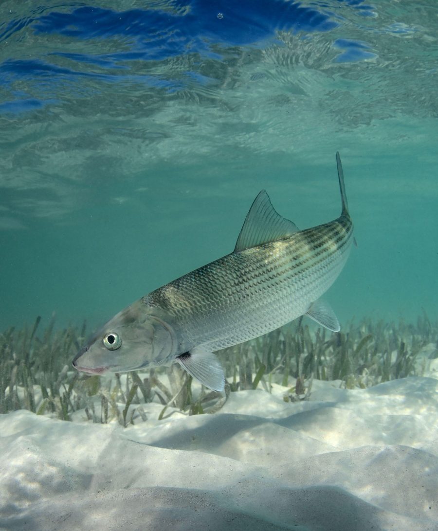 bonefish undersater