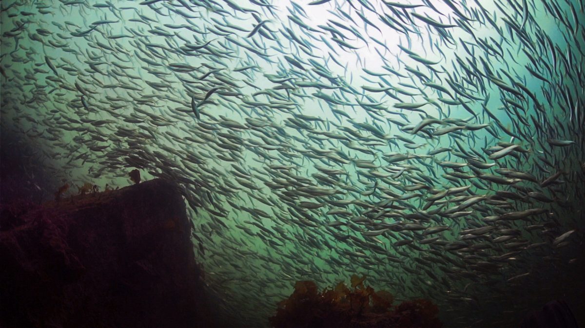 underwater photo of herring spawning on the British Columbia coast
