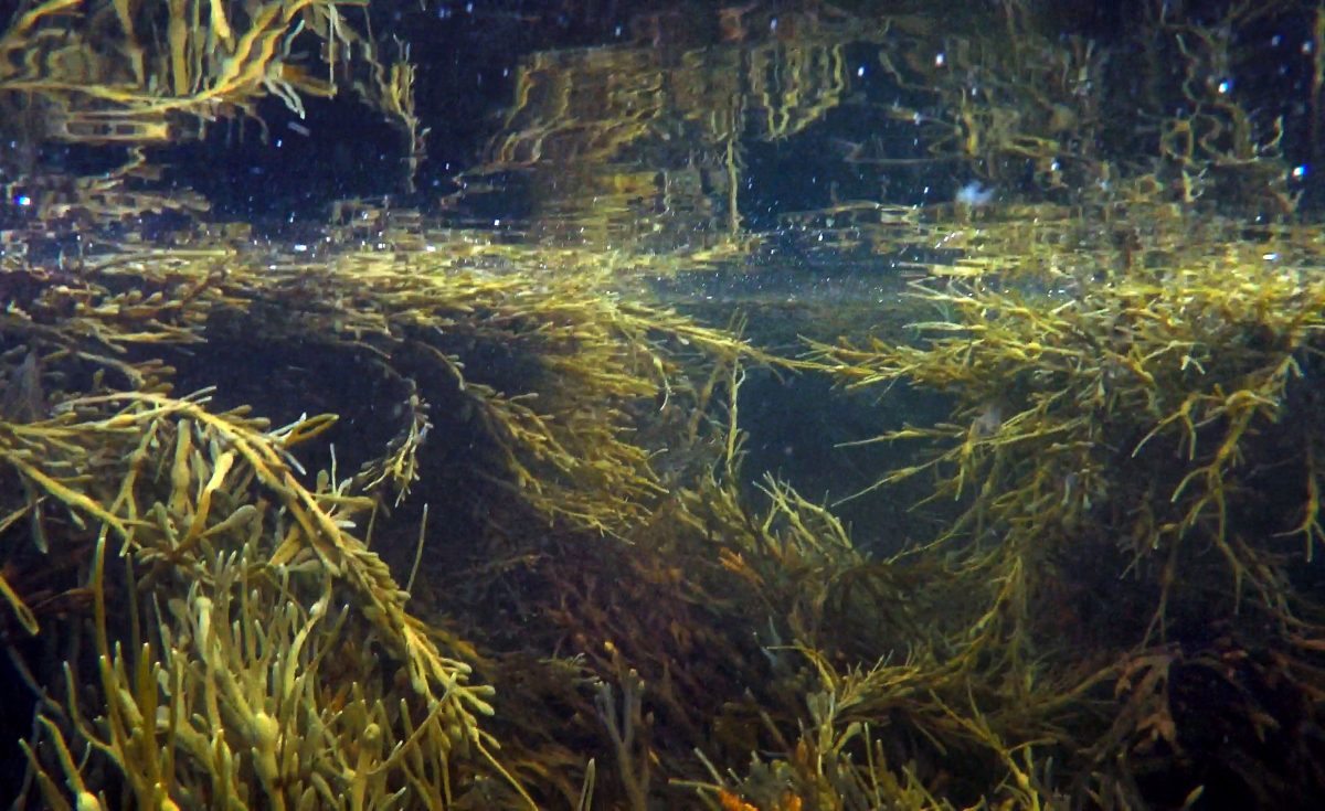 Rockweed underwater