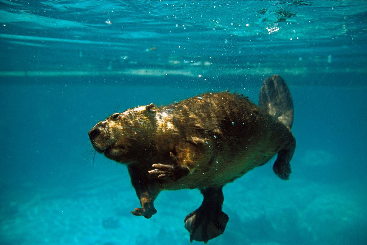 beaver swimming underwater
