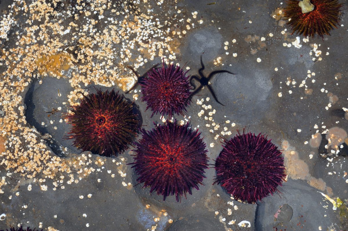 sea urchins under water