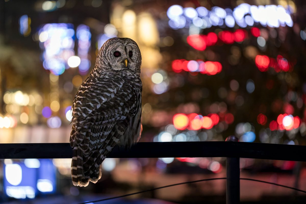 barred owl in downtown Vancouver