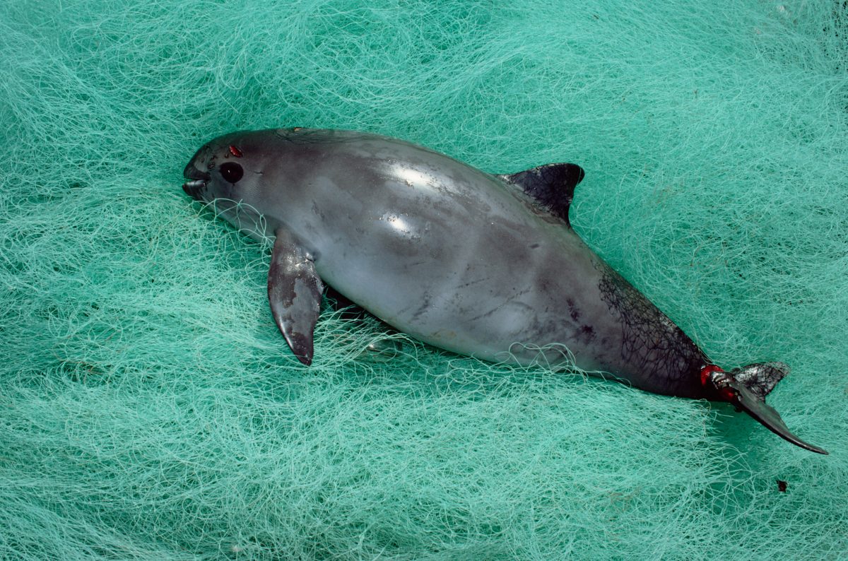 dead vaquita in fishing net