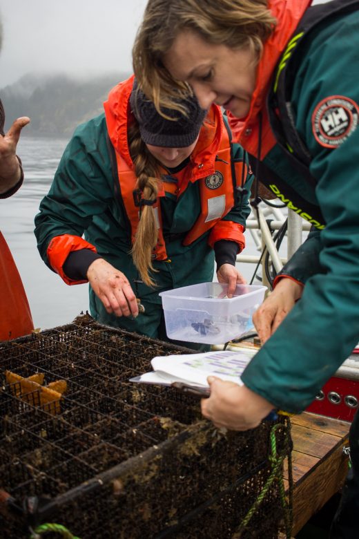 Researchers examine shellfish they pulled up in plastic mesh cages. Photo by Josh Silberg