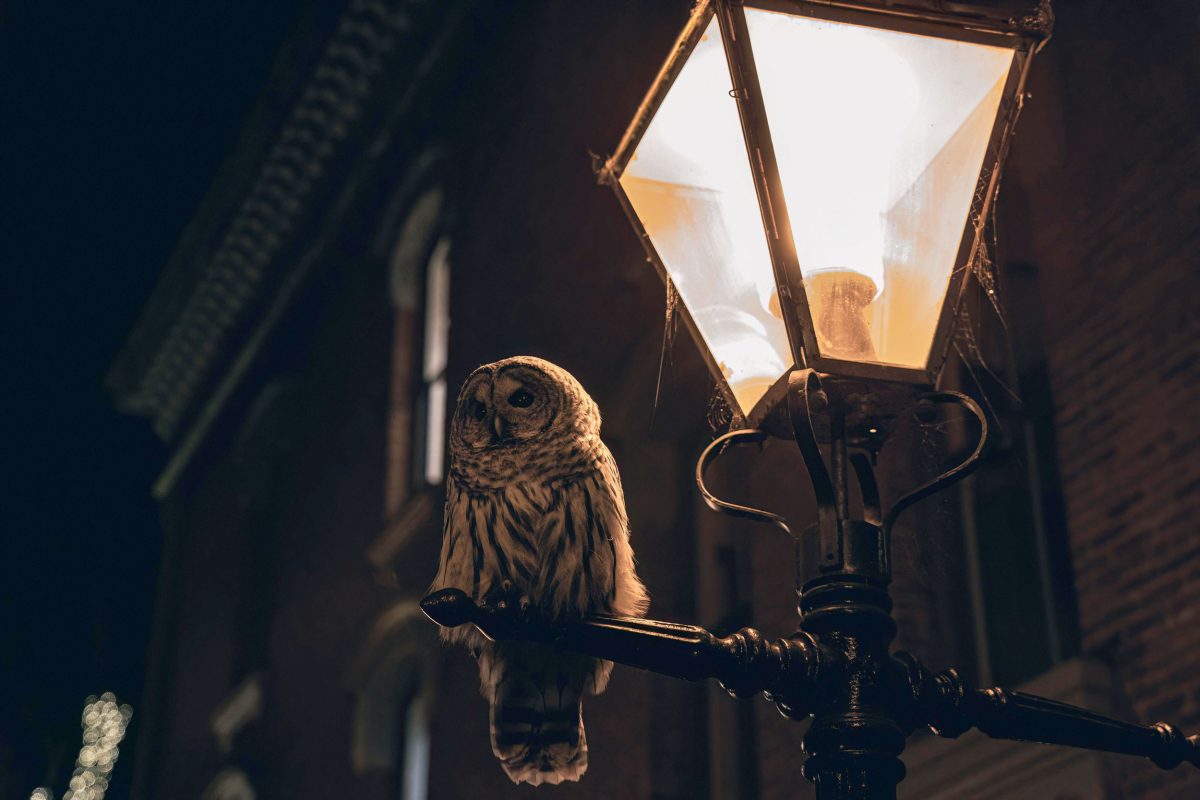 barred owl on a light post in downtown Victoria