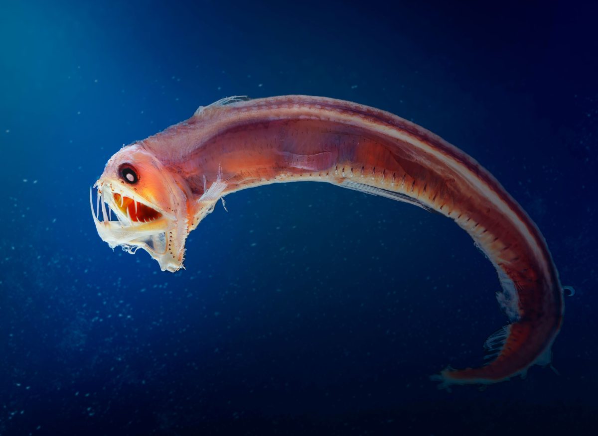 Sloane’s viperfish