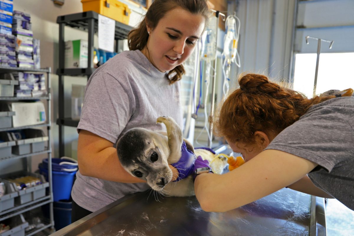 Volunteers with Marine Mammals of Maine examine and treat a sick seal pup. Photo by Marine Mammals of Maine