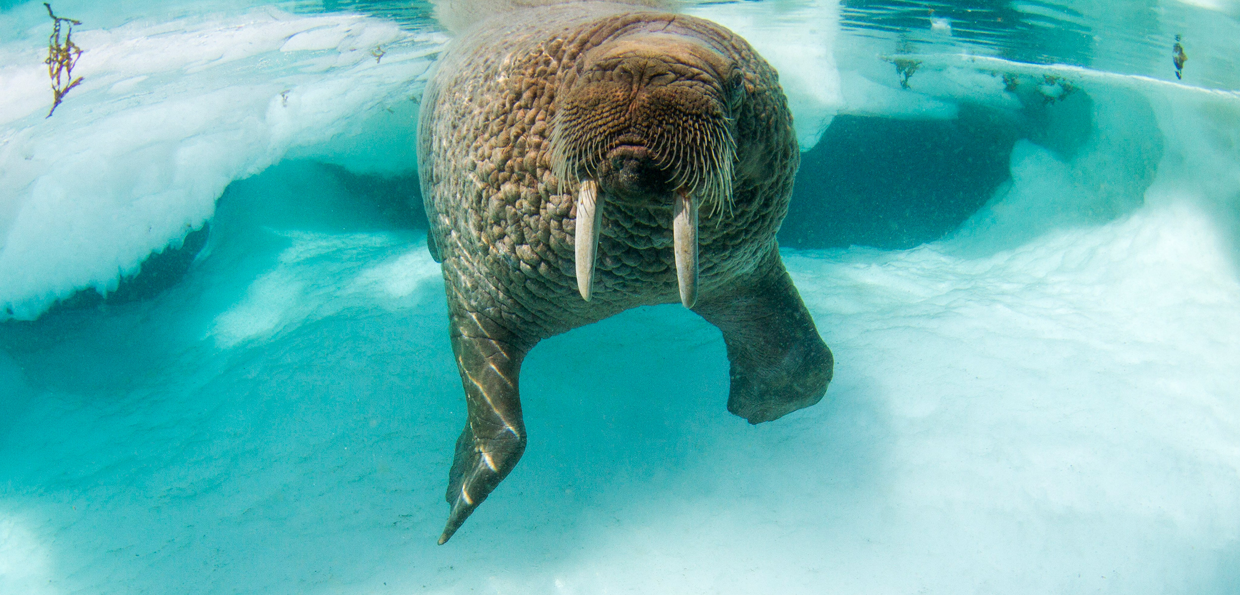 The lives of walruses, humans, and polar bears have always been intertwined. How are they faring in the face of a changing Arctic? Photo by Paul Souders/Corbis