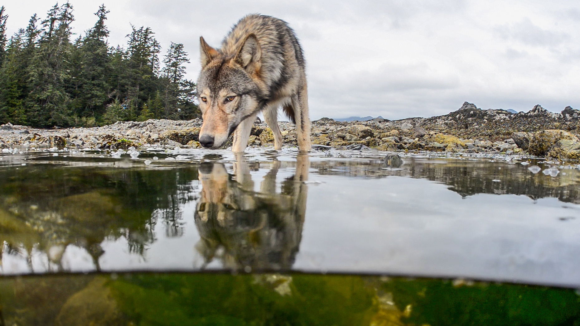 Vancouver Island gray wolves eat the bounty from the sea, particularly salmon. Photo by Tavish Campbell