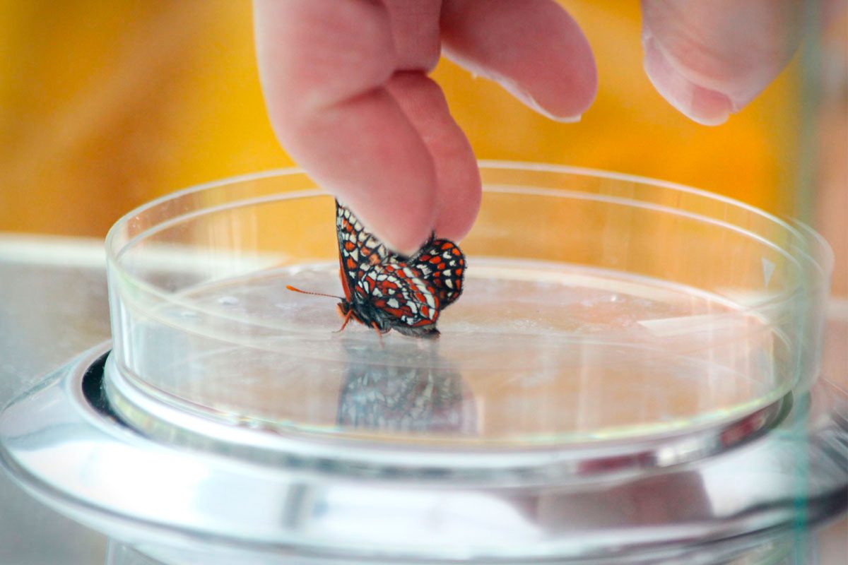 Taylor's checkerspot butterfly being weighed