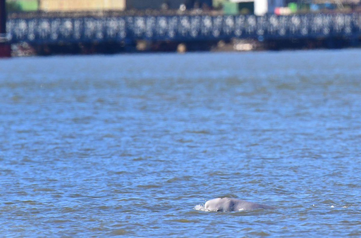beluga whale swimming in the Thames river