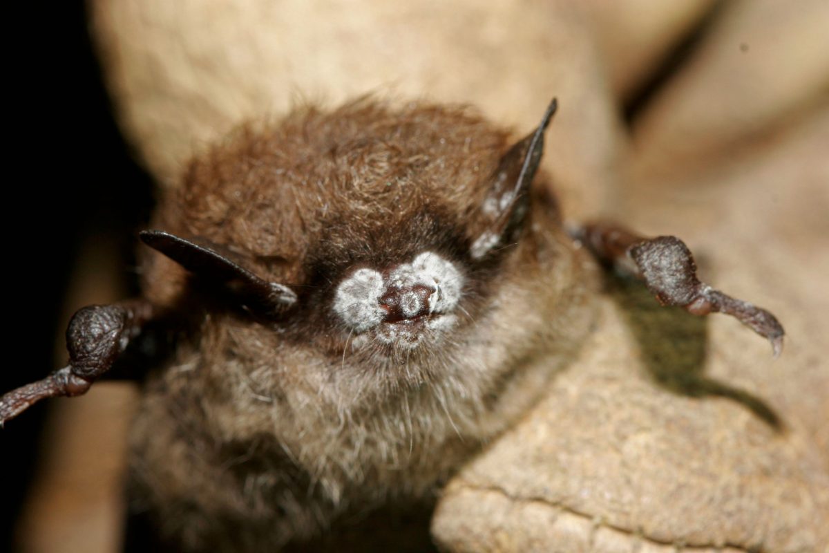 little brown bat with white-nose syndrome