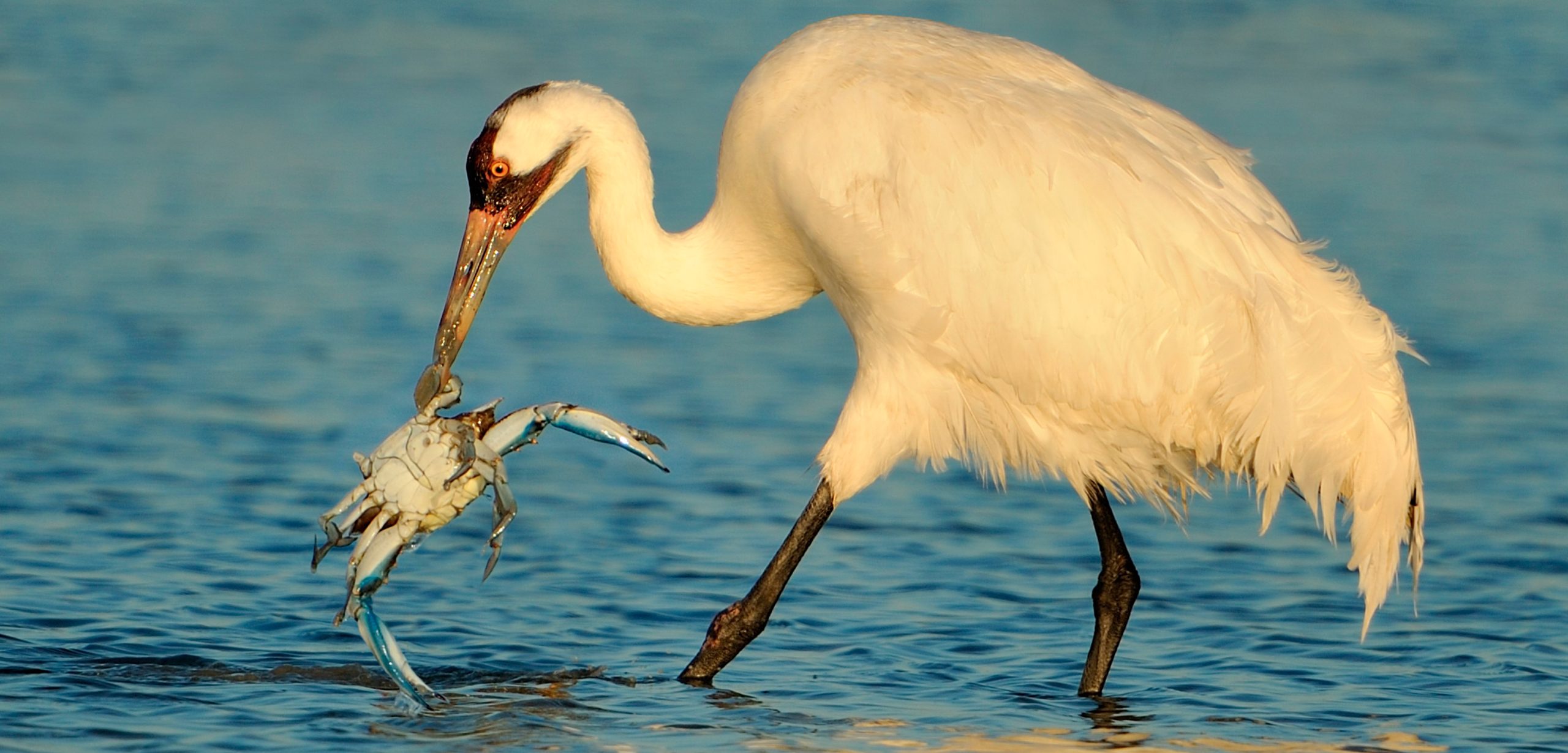 A member of the only remaining wild flock of whooping cranes plucks a crab from the shallows off Texas. Photo by Alan Murphy/BIA/Minden Pictures/Corbis