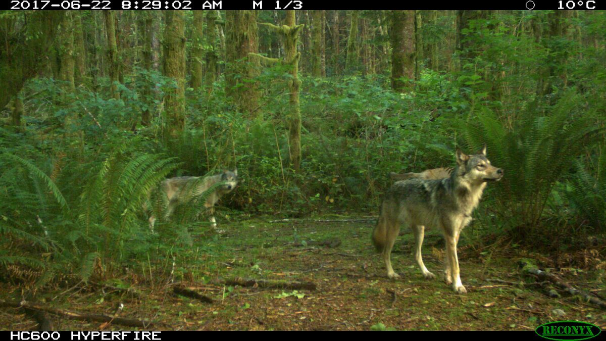 The conflicts between gray wolves cruising through Pacific Rim National Park Reserve and off-leash dogs are a growing concern. Photo courtesy of Parks Canada
