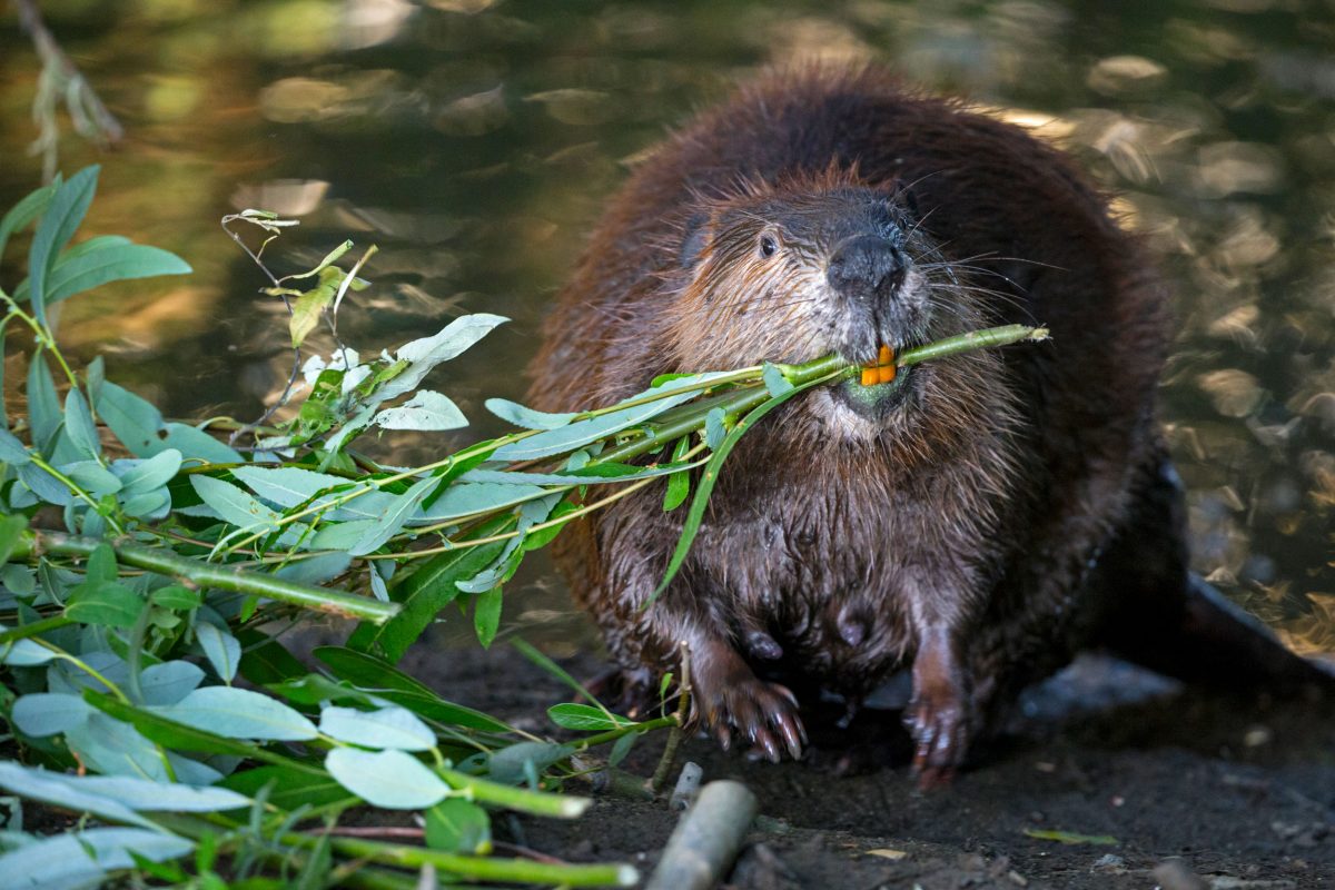 American beaver feeding on a willow branch