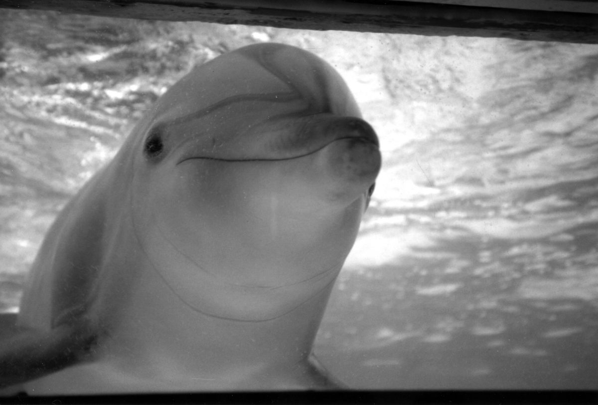 Kelly the dolphin at Marine Life Oceanarium