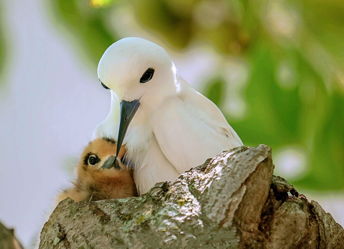 white tern and chick