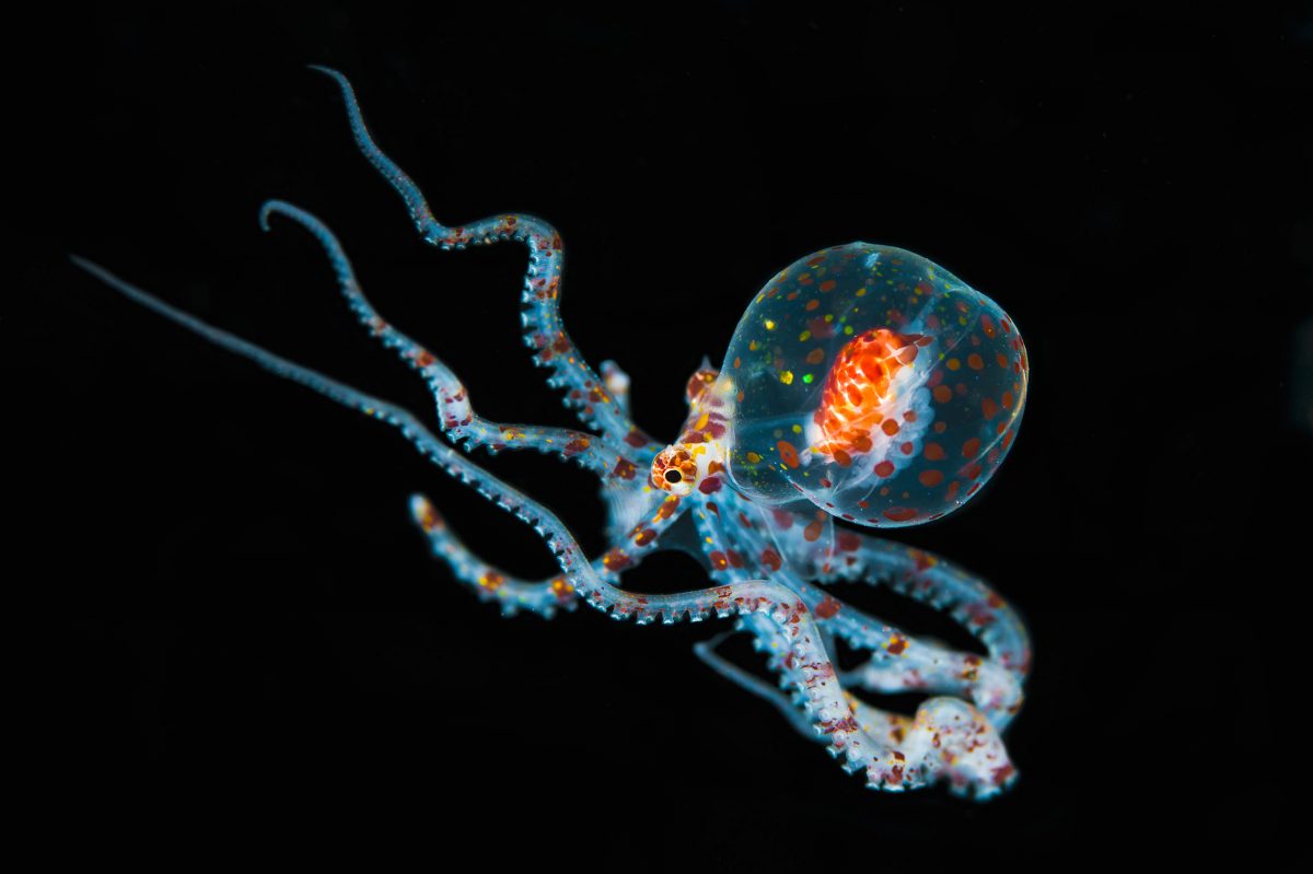 Wonderpus Octopus (Wunderpus photogenicus)