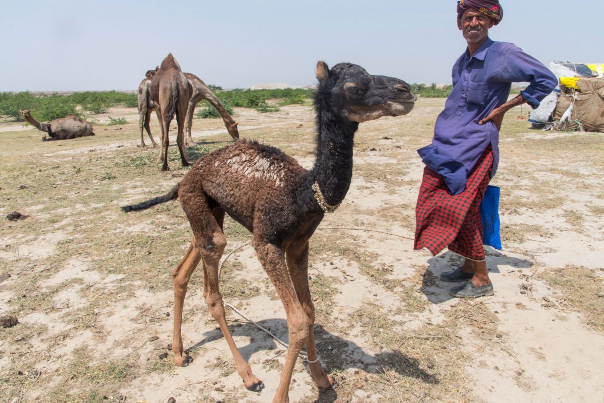 Adam Abdreman kharai camel calf