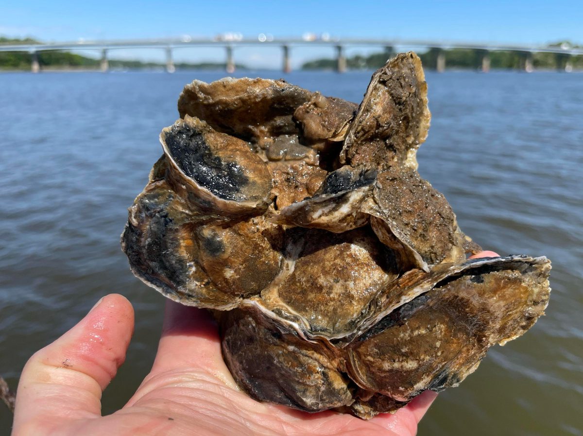 young oysters